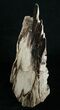 Tall Free Standing Petrified Wood Specimen #6394-1